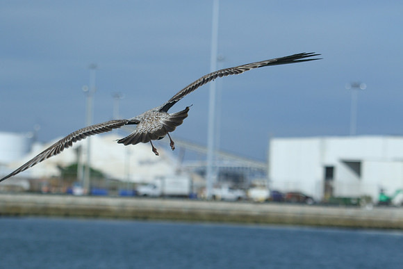 DGP_9907