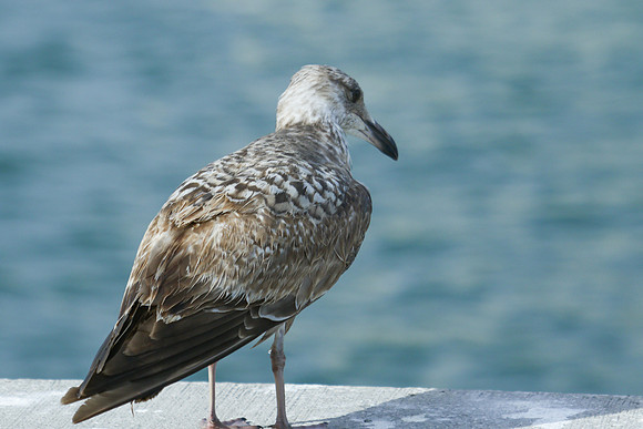 DGP_9879