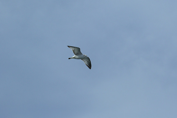 DGP_9854