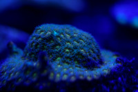 corals