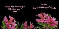 book cover4