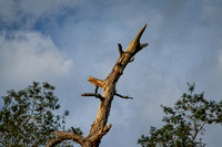 DGP_2079